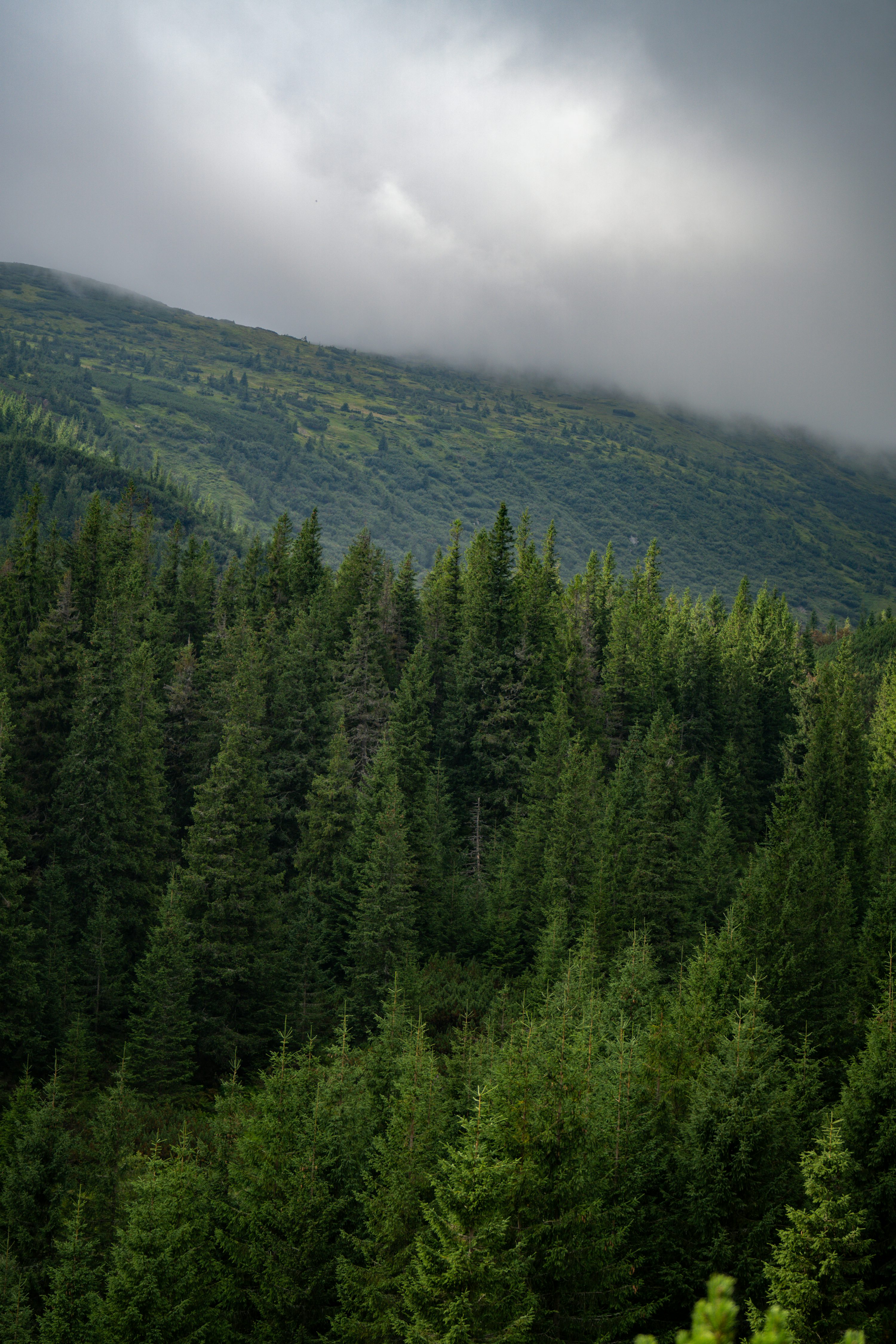 Dense evergreen forest on a misty mountain slope
